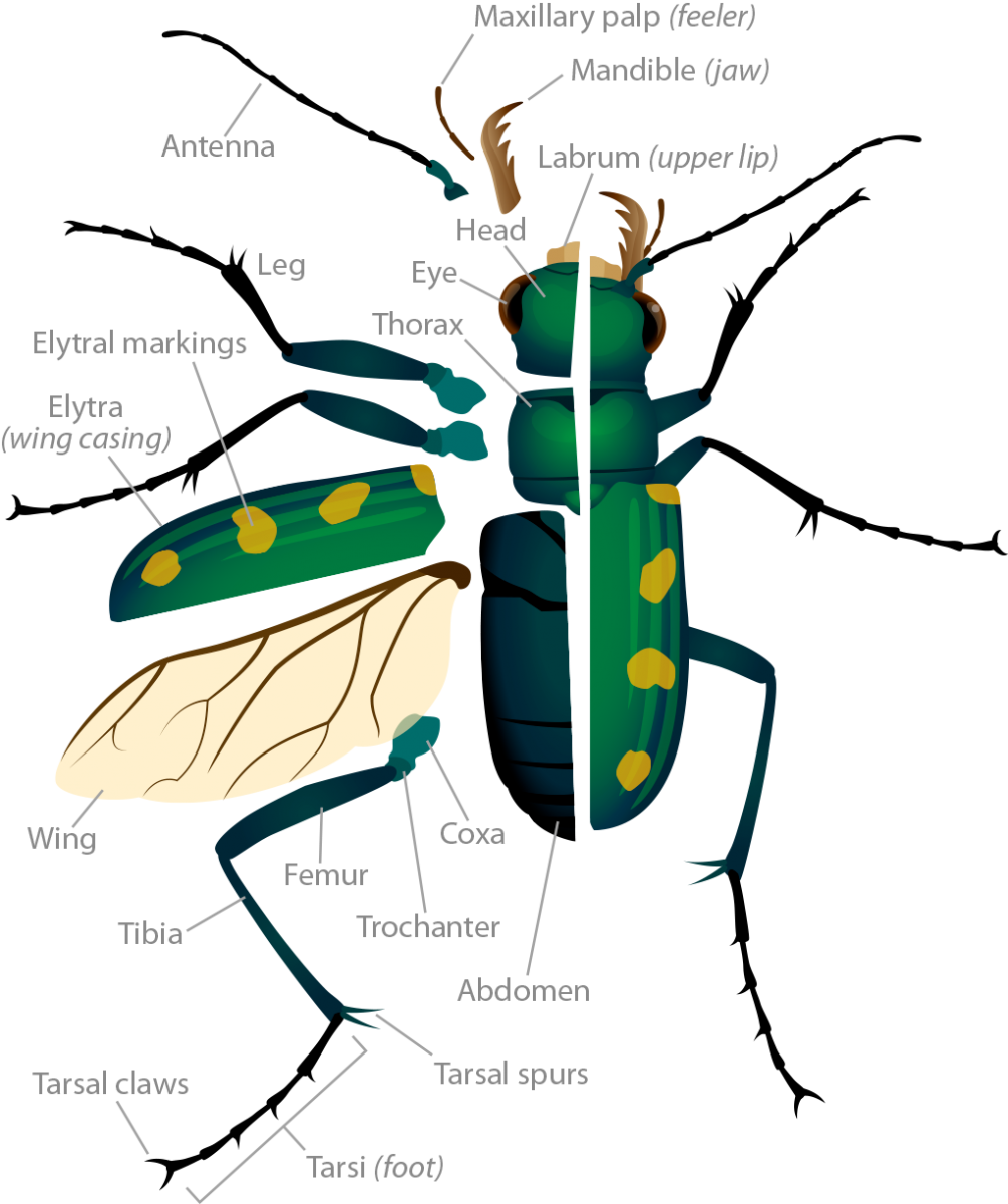 anatomy_beetle