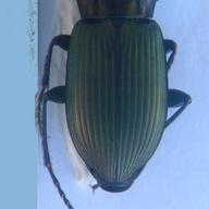 elytre_beetle