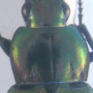 pronotum_beetle